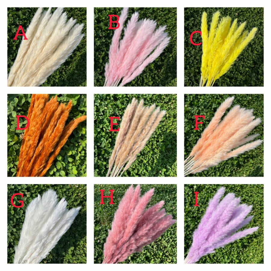 Pampas Grass